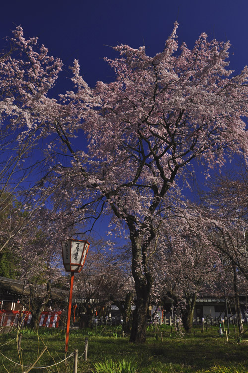 平野神社境内