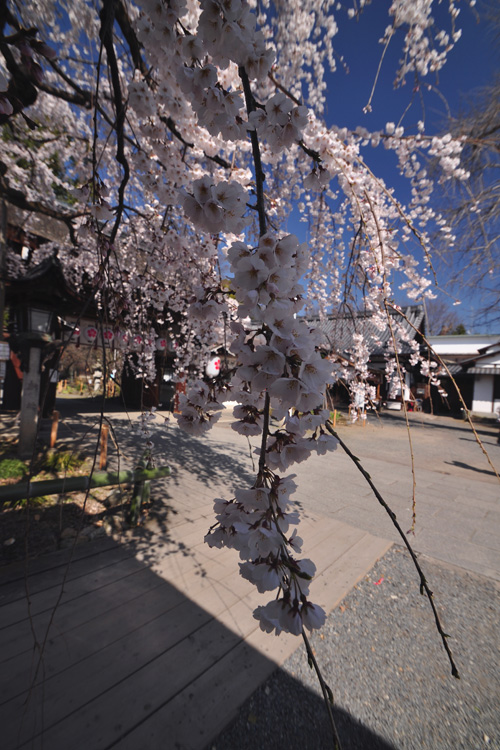 平野神社・境内と桜