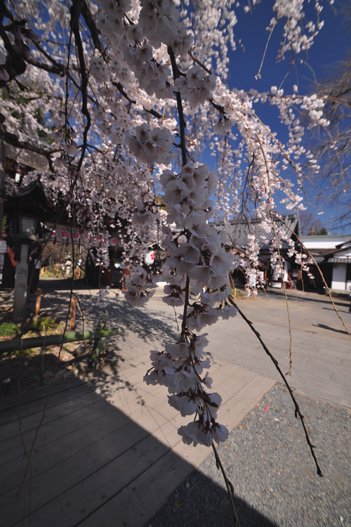 平野神社境内