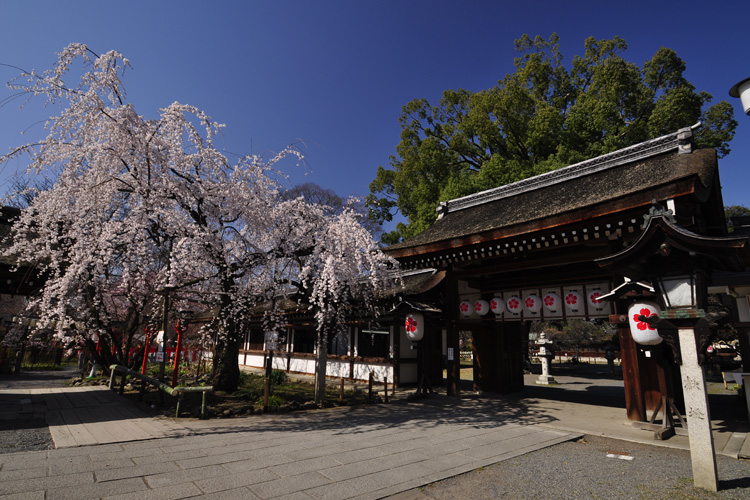 平野神社・神門と魁桜