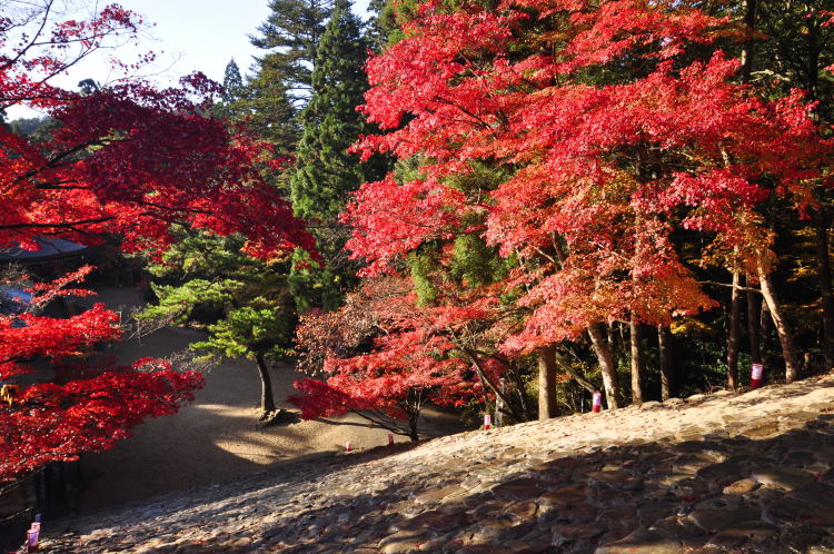 神護寺・境内紅葉