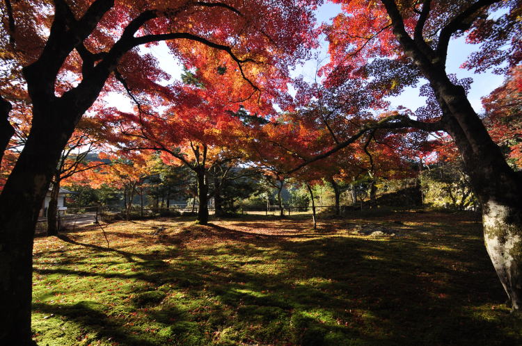 神護寺・境内紅葉