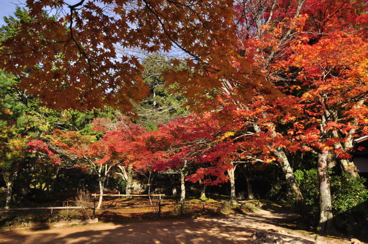 神護寺・境内紅葉