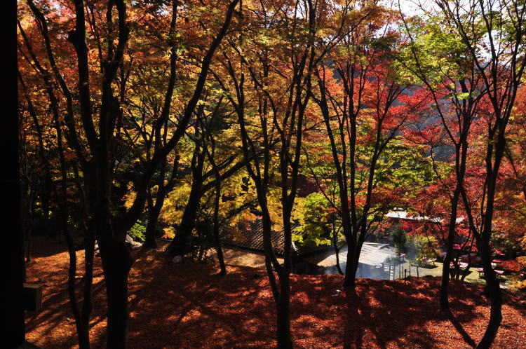 神護寺・境内紅葉