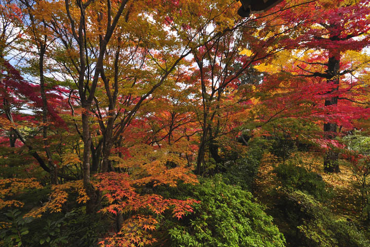 常寂光寺・紅葉