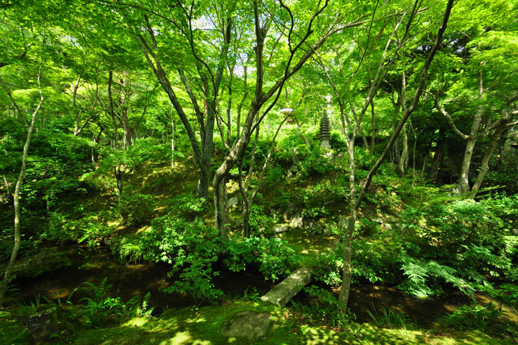 常寂光寺・庭園