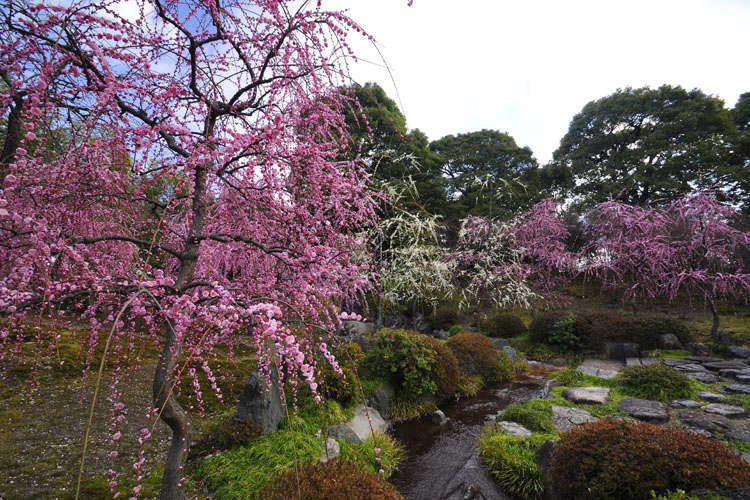 城南宮・しだれ梅