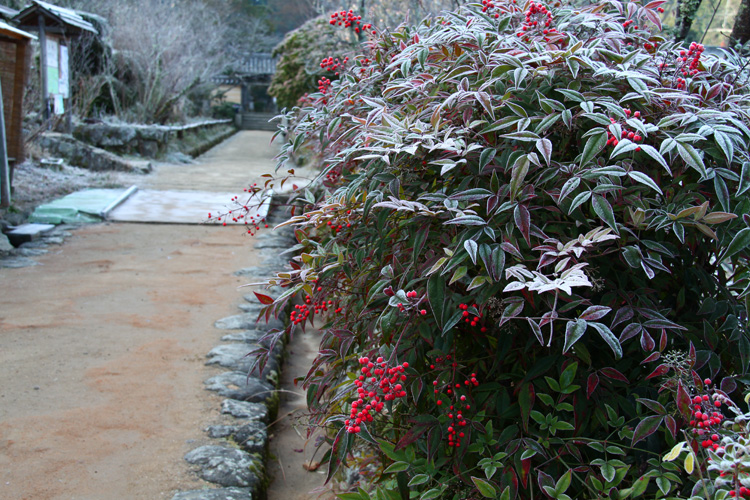 浄瑠璃寺(九体寺)参道