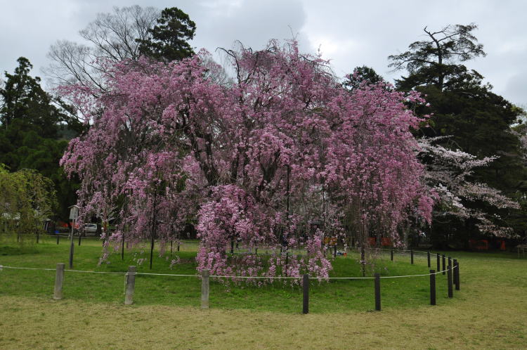 上賀茂神社・斎王桜