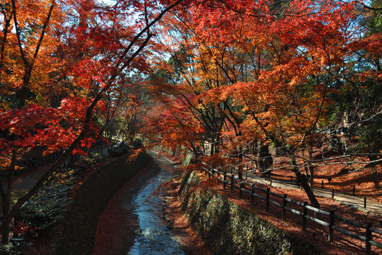 紙屋川と紅葉