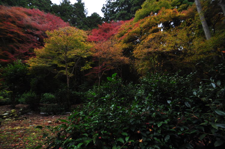 高山寺・日本最古の茶園
