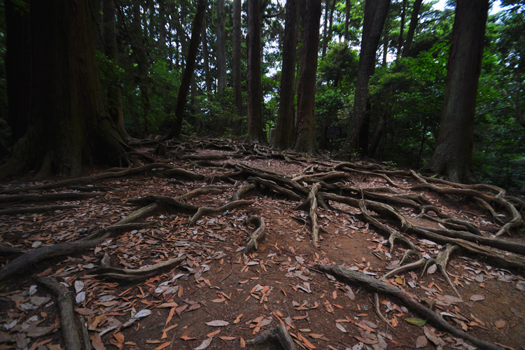 鞍馬寺・木の根道