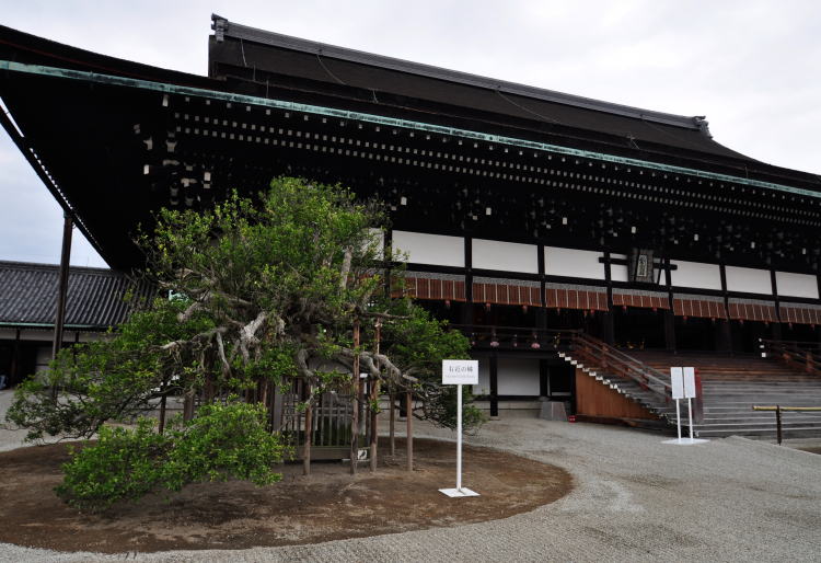 京都御所・紫宸殿・右近の橘