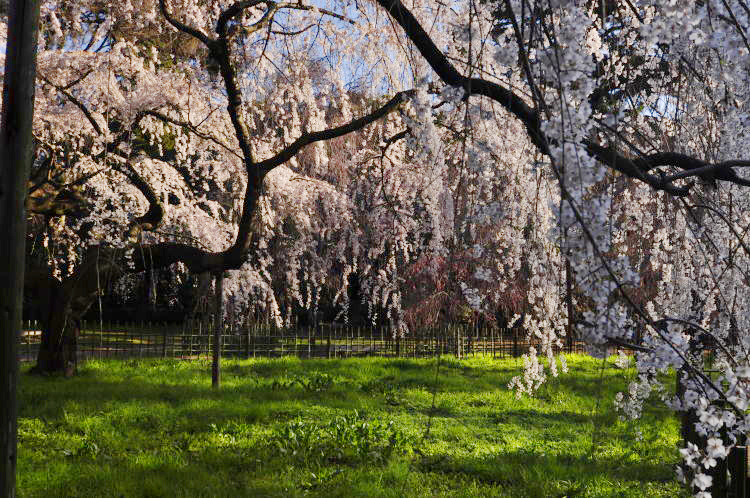 京都御苑・糸桜