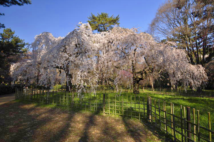 京都御苑・糸桜