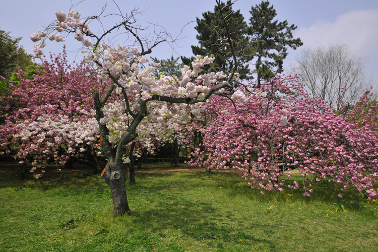 京都御苑・八重桜