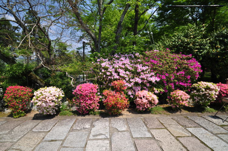 曼殊院・つつじ