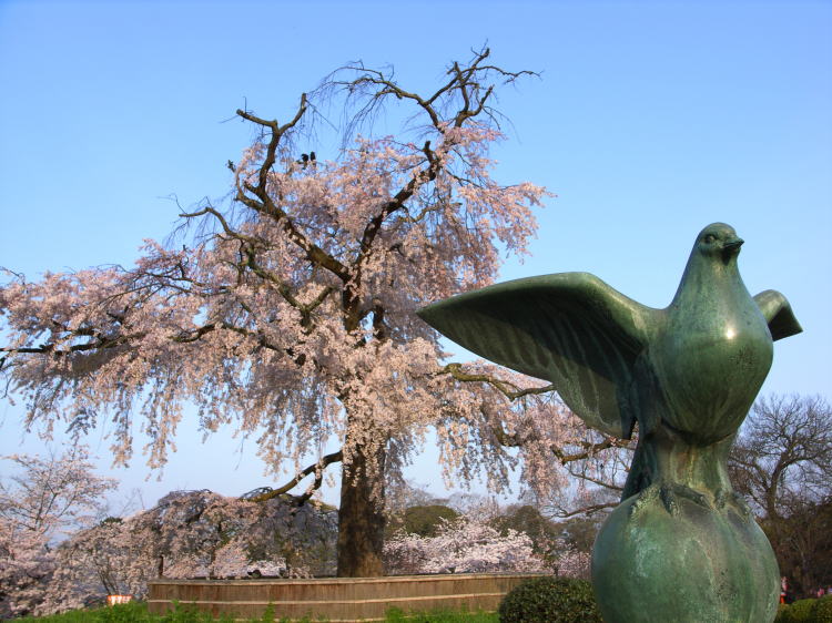 円山公園・祇園枝垂桜