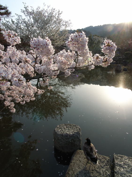 円山公園