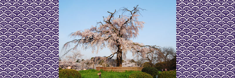 円山公園