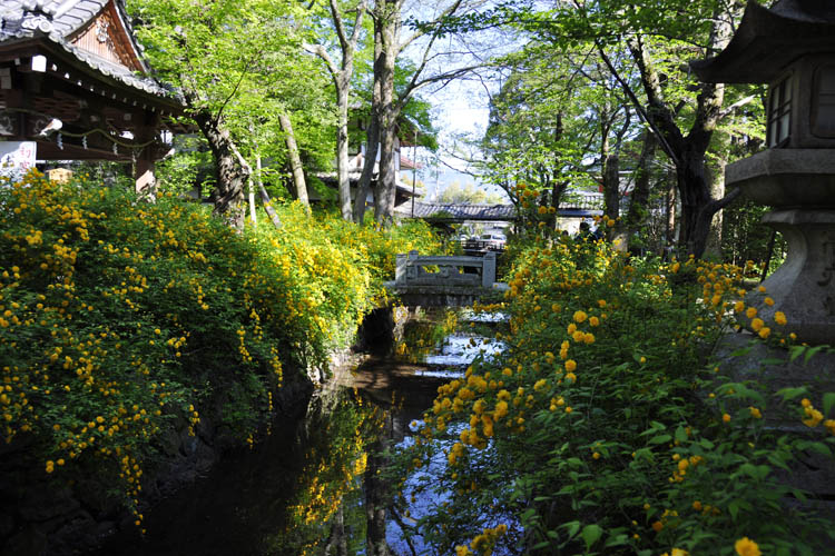 松尾大社・山吹