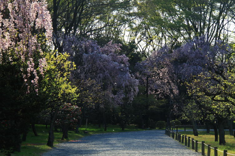 二条城・枝垂桜