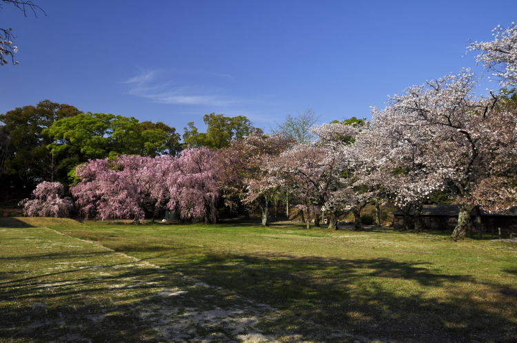 二条城・枝垂桜