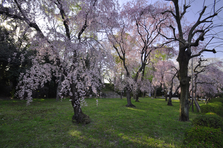 二条城・枝垂桜