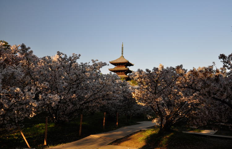 仁和寺・境内