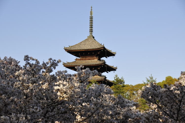 仁和寺・御室桜