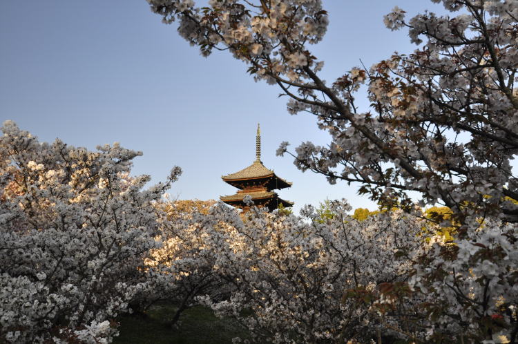 仁和寺・御室桜
