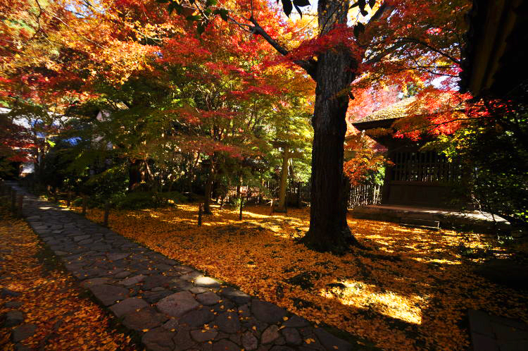 蓮華寺・境内