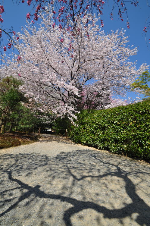 龍安寺・境内