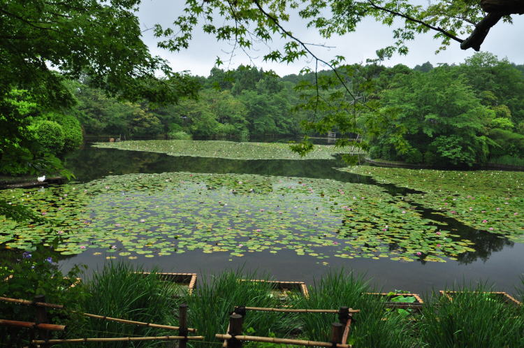 龍安寺・鏡容池