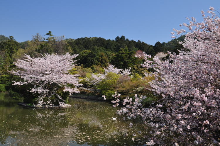 龍安寺・鏡容池