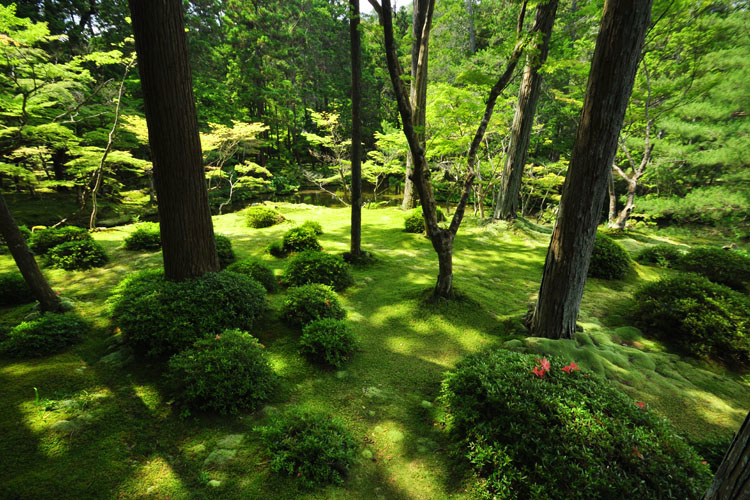 西芳寺・苔寺・庭園