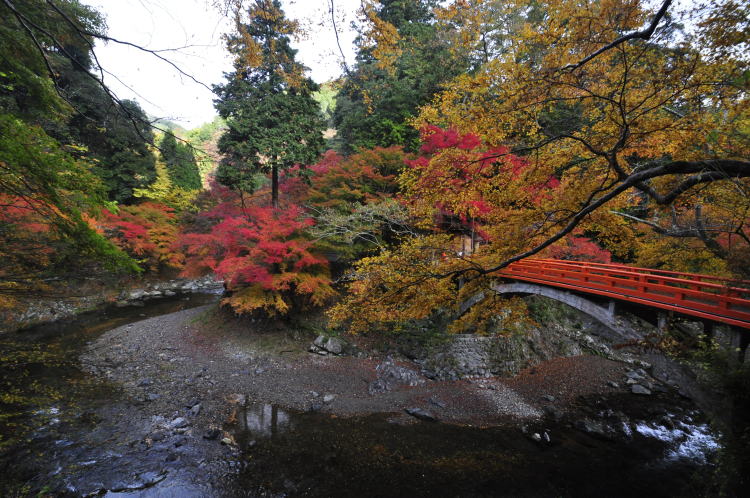 清滝川と指月橋