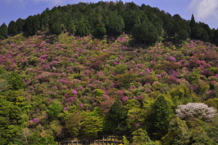 西明寺・つつじ