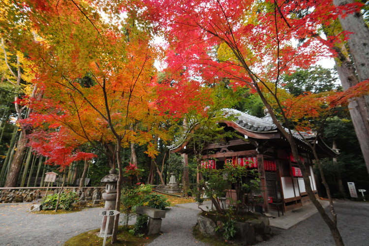 赤山禅院・紅葉