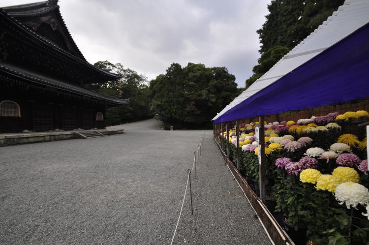 泉涌寺・境内