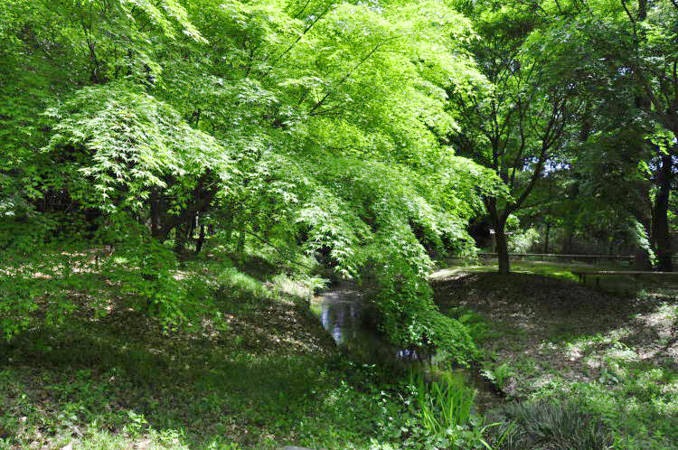 下鴨神社・糺の森、瀬見の小川