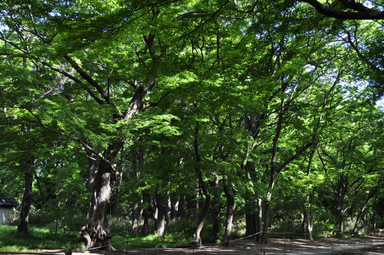 下鴨神社・糺の森