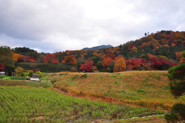 修学院離宮・田園風景