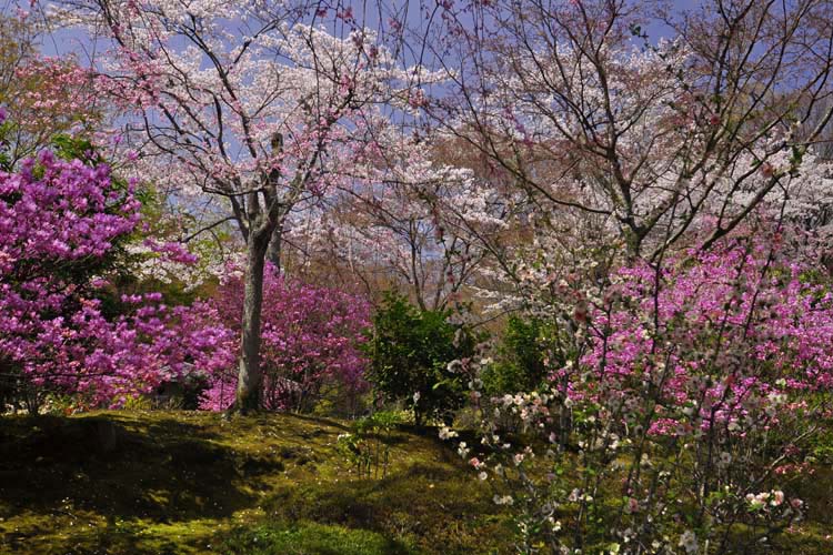 天龍寺・百花苑