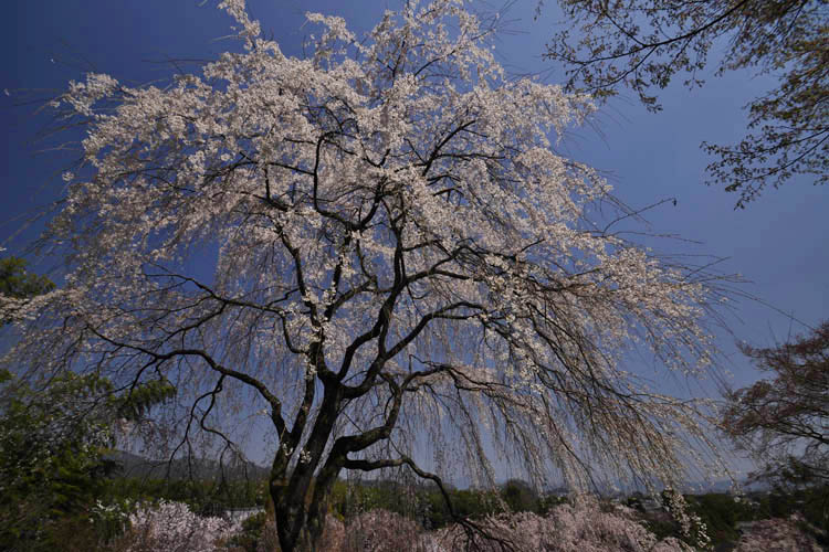 天龍寺・百花苑