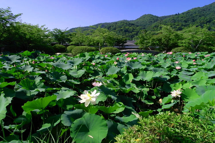 天龍寺・蓮池