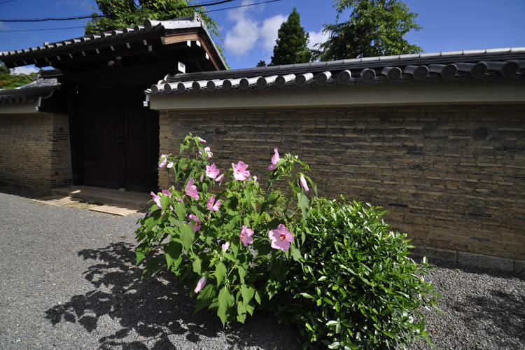 天龍寺・芙蓉