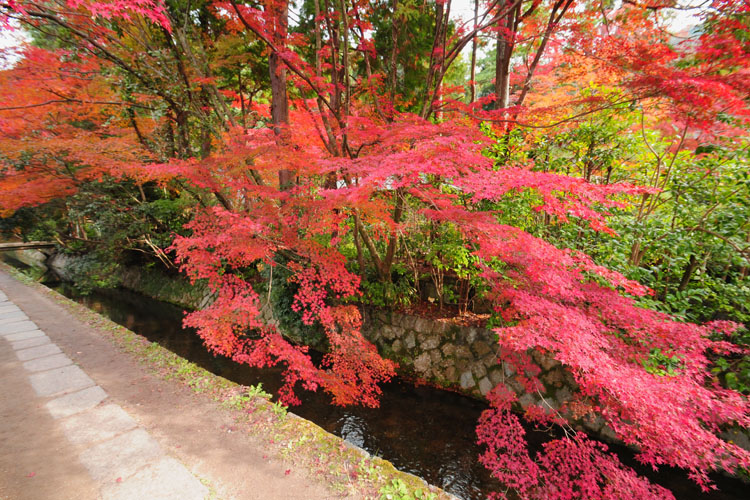 京都・哲学の道