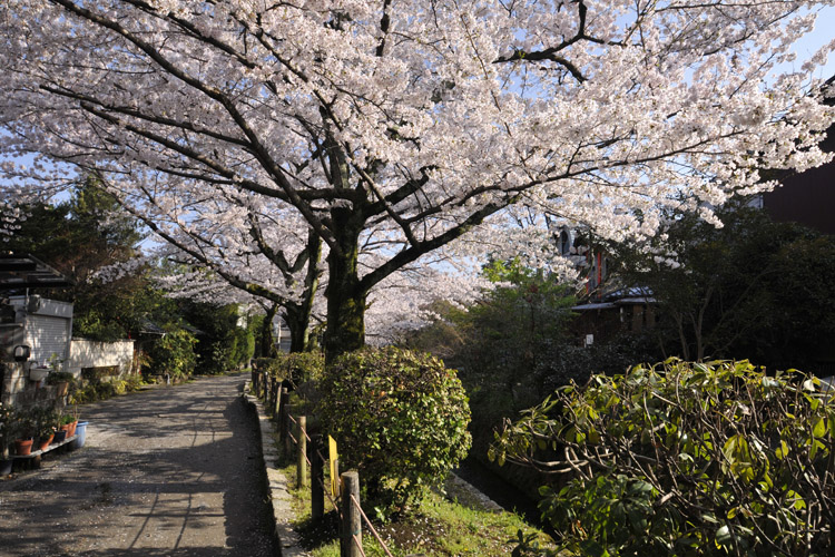 京都・哲学の道