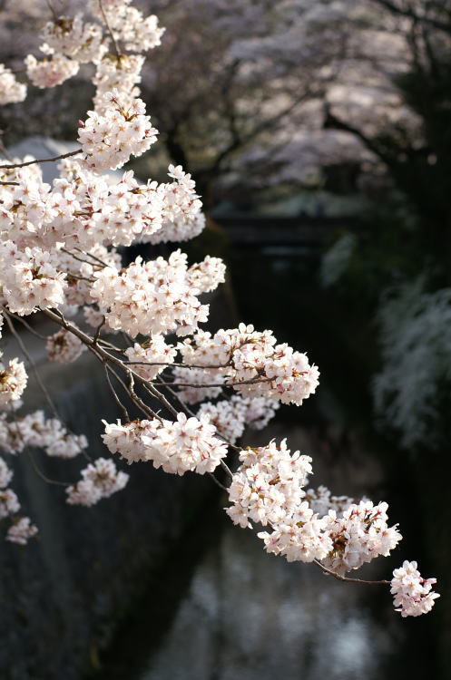 京都・哲学の道